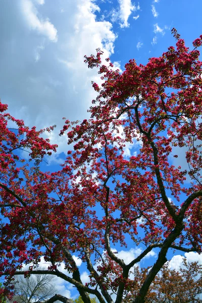 Μηλιά Ανθίζει Είναι Μια Φυλλοβόλα Δέντρο Στην Οικογένεια Τριαντάφυλλων Πιο — Φωτογραφία Αρχείου