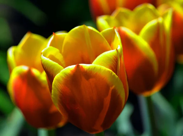 Tulipanes Una Planta Perenne Bulbosa Con Flores Vistosas Género Tulipa — Foto de Stock