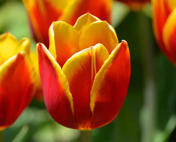 Тюльпан Многолетнее Луковичное Растение Ярким Цветком Роде Tulipa Которых 109 — стоковое фото