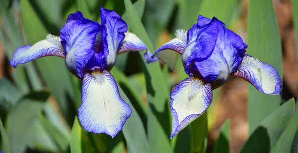 Iris Genere Circa 260300 Specie Piante Fiore Con Fiori Appariscenti — Foto Stock