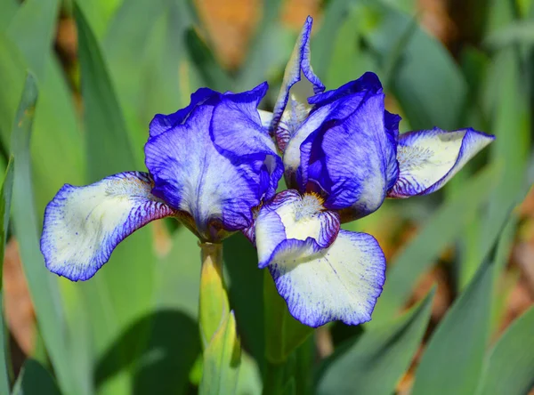 Iris Een Geslacht Van Ongeveer 260300 Soorten Bloeiende Planten Met — Stockfoto