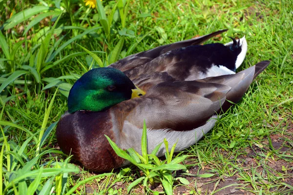 Male Mallard Wild Duck Anas Platyrhynchos Dabbling Duck Which Breeds — Stock Photo, Image