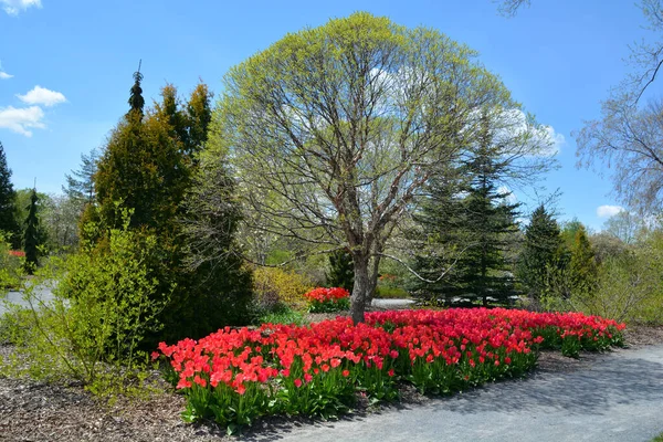 Paisaje Primaveral Montreal Provincia Quebec Canadá — Foto de Stock