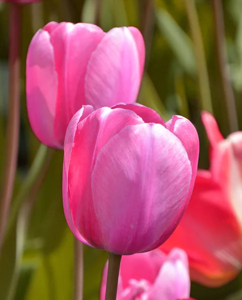 Tulipes Est Une Plante Vivace Bulbeuse Avec Des Fleurs Voyantes — Photo