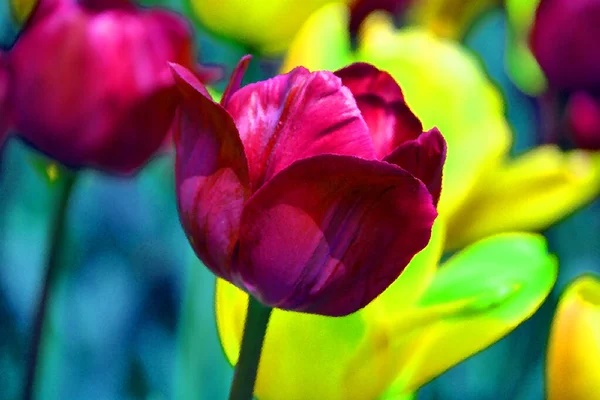 Tulipes Est Une Plante Vivace Bulbeuse Avec Des Fleurs Voyantes — Photo