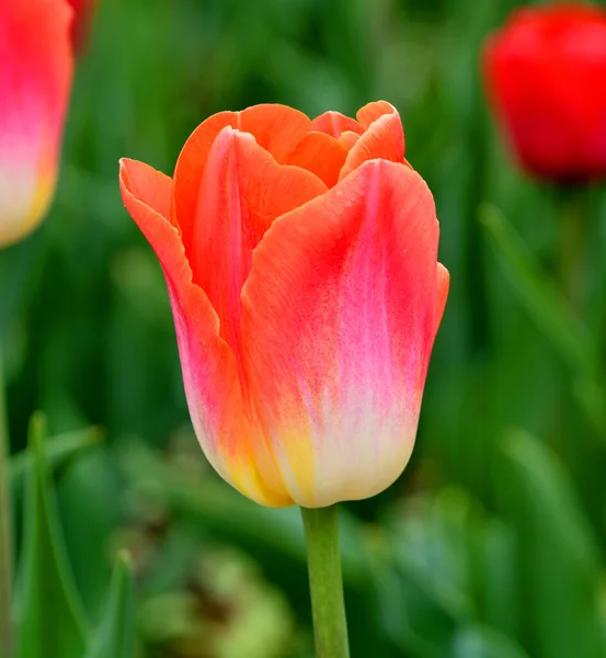 Tulipes Est Une Plante Vivace Bulbeuse Avec Des Fleurs Voyantes — Photo
