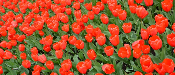 Tulips Perennial Bulbous Plant Showy Flowers Genus Tulipa Which 109 — Stock Photo, Image