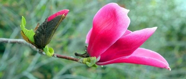 Magnoliaträd Blomma Ett Stort Släkte 210 Blommande Växtarter Underfamiljen Magnolioideae — Stockfoto