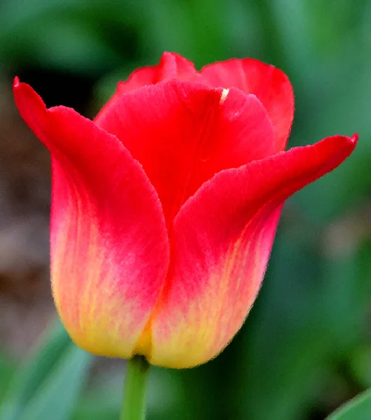 Tulip Een Vaste Plant Met Bolvormige Bloemen Van Het Geslacht — Stockfoto