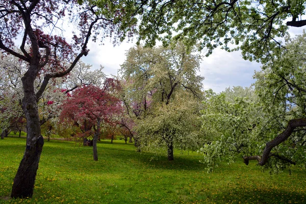 Äppelträden Som Blommar Ett Lövträd Rosenfamiljen Som Mest Känt För — Stockfoto