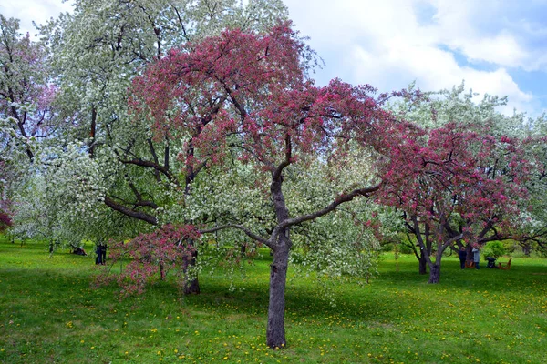 Floraison Des Pommiers Est Arbre Feuilles Caduques Famille Des Roses — Photo