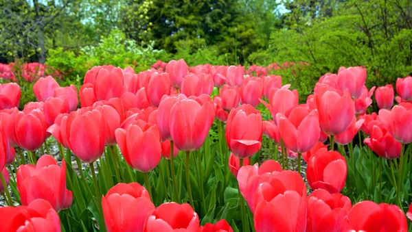 Tulips is a perennial, bulbous plant with showy flowers in the genus Tulipa, of which up to 109 species