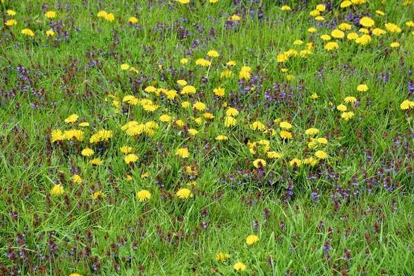 Photo Dandelion Plant Dandelion Plant Fluffy Yellow Bud Yellow Dandelion — Stock Photo, Image