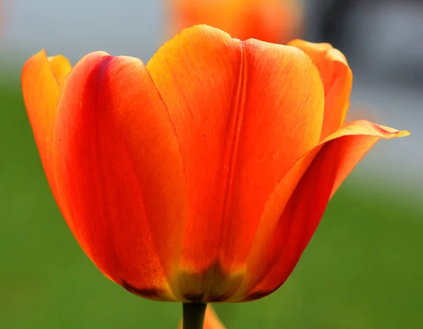 Tulipe Est Une Plante Bulbeuse Vivace Aux Fleurs Voyantes Genre — Photo