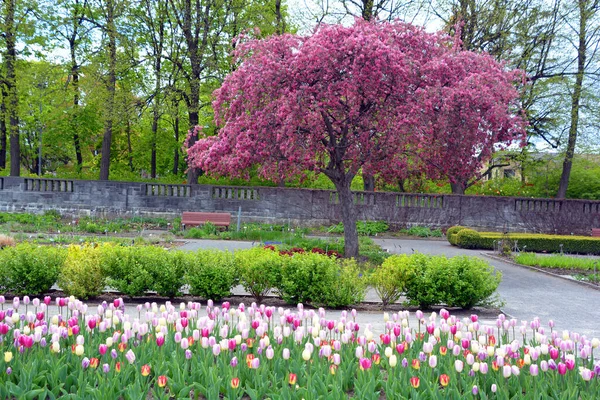 Tulips Perennial Bulbous Plant Showy Flowers Genus Tulipa Which 109 — Stock Photo, Image