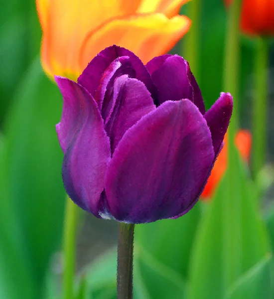 Tulips is a perennial, bulbous plant with showy flowers in the genus Tulipa, of which up to 109 species