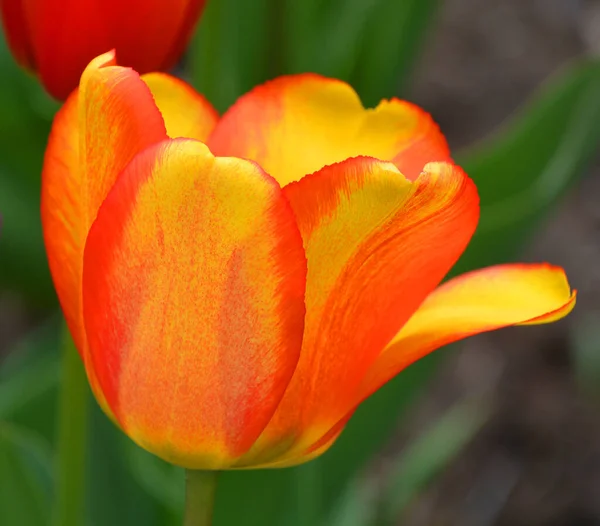 Tulip Uma Planta Bulbosa Perene Com Flores Vistosas Gênero Tulipa — Fotografia de Stock