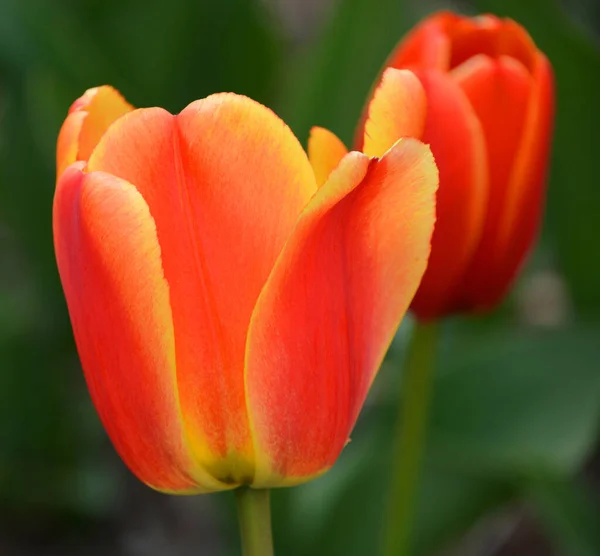 Tulips Uma Planta Bulbosa Perene Com Flores Vistosas Gênero Tulipa — Fotografia de Stock