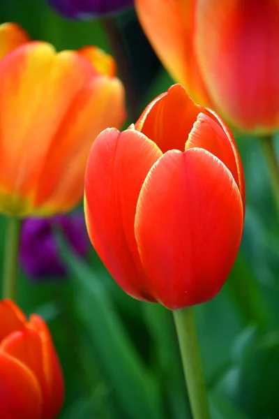 Tulpen Sind Eine Mehrjährige Zwiebelpflanze Mit Auffälligen Blüten Der Gattung — Stockfoto