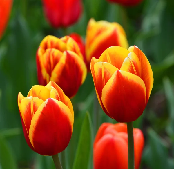 Тюльпани Багаторічна Буйна Рослина Показними Квітами Роду Tulipa Яких 109 — стокове фото