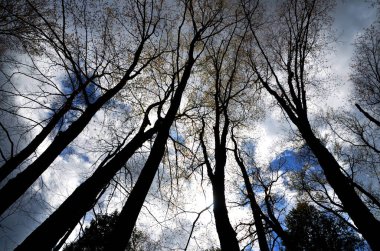 Quebec, Kanada 'da bahar mevsiminde dipten ağaçlar