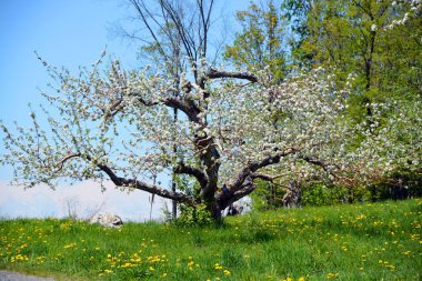 Çiçek açan elma ağaçları, gül familyasının en çok tatlı, pofuduk meyvesi olan elmalarıyla tanınan yaprak döken ağaçlarıdır. Dünya çapında bir meyve ağacı gibi işlenmiş.