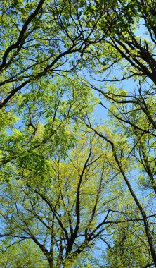 Quebec, Kanada 'da bahar mevsiminde dipten ağaçlar 