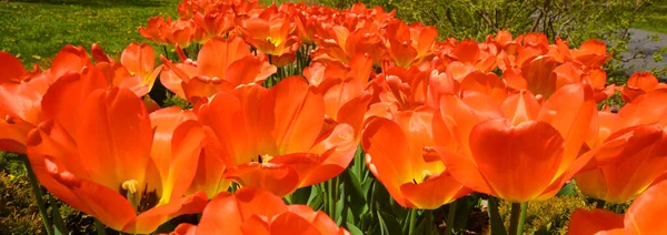 Tulipes Est Une Plante Vivace Bulbeuse Avec Des Fleurs Voyantes — Photo