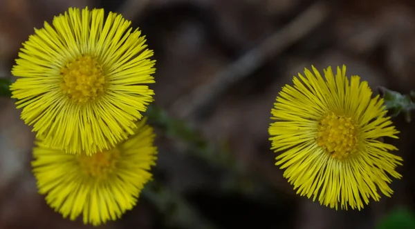 Tussilago Farfara Powszechnie Znany Jako Coltsfoot Jest Rośliną Plemieniu Groundsel — Zdjęcie stockowe