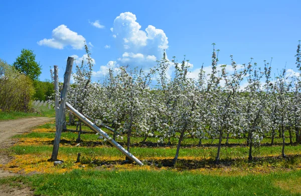 Çiçek Açan Elma Ağaçları Gül Familyasının Çok Tatlı Pofuduk Meyvesi — Stok fotoğraf