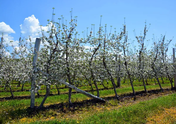 Fioritura Dei Meli Albero Deciduo Della Famiglia Delle Rose Più — Foto Stock