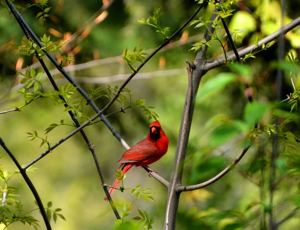 Кардиналы Семейства Cardinalidae Являются Прохожими Птицами Найденными Северной Южной Америке — стоковое фото