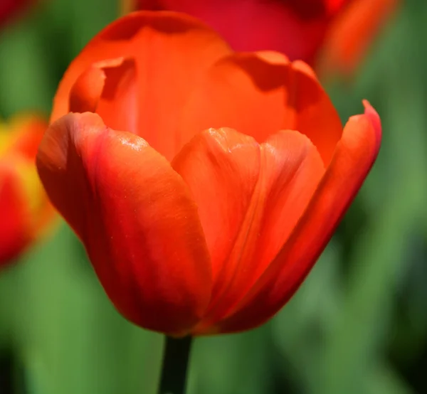 Tulip Una Planta Perenne Bulbosa Con Flores Vistosas Género Tulipa — Foto de Stock
