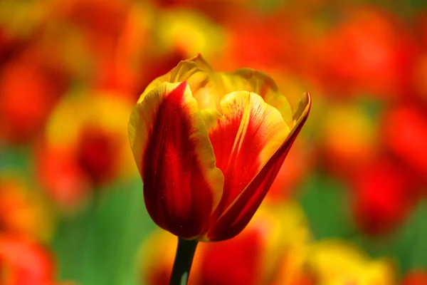 Tulip Una Planta Perenne Bulbosa Con Flores Vistosas Género Tulipa — Foto de Stock