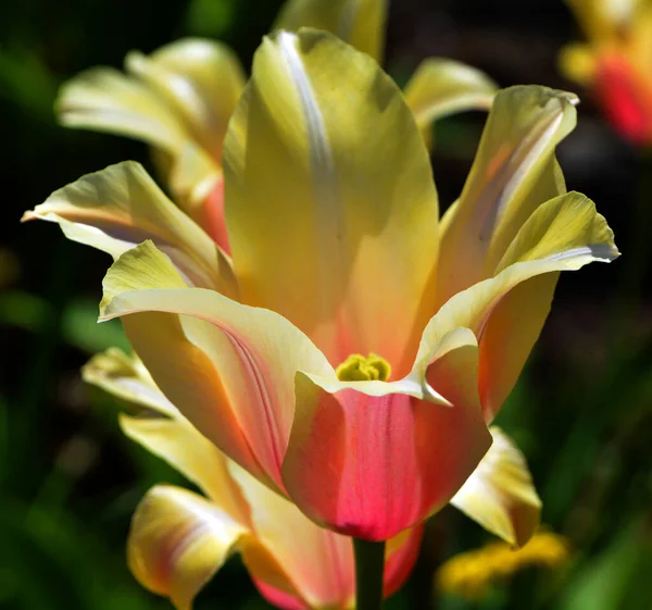 Tulip Tulipa Cinsinde Gösterişli Çiçekleri Olan 109 Türü Barındıran Uzun — Stok fotoğraf