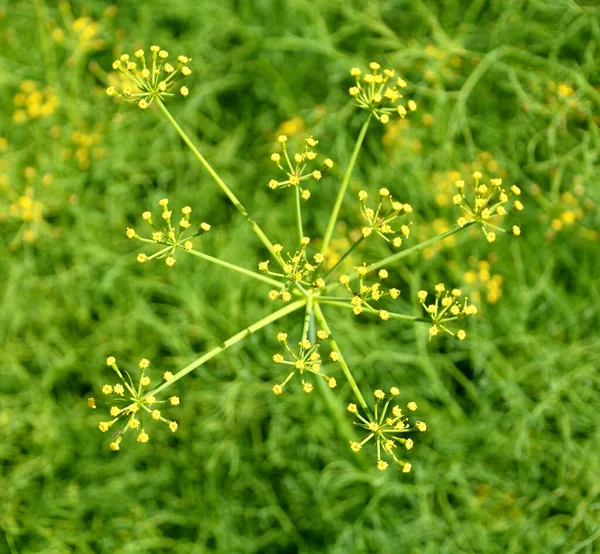 Prangos Apiaceae Familyasından Palearktik Bölgede Yetişen Bir Bitki Cinsidir — Stok fotoğraf