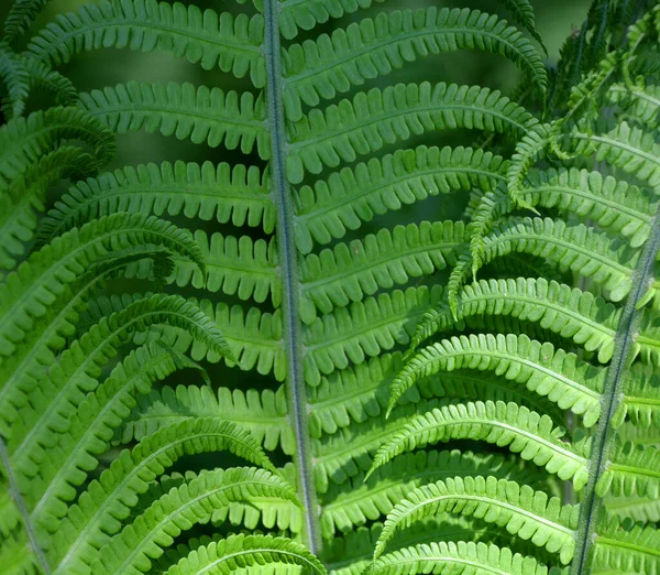 Fern Member Group Vascular Plants Reproduce Spores Have Neither Seeds — Stock Photo, Image