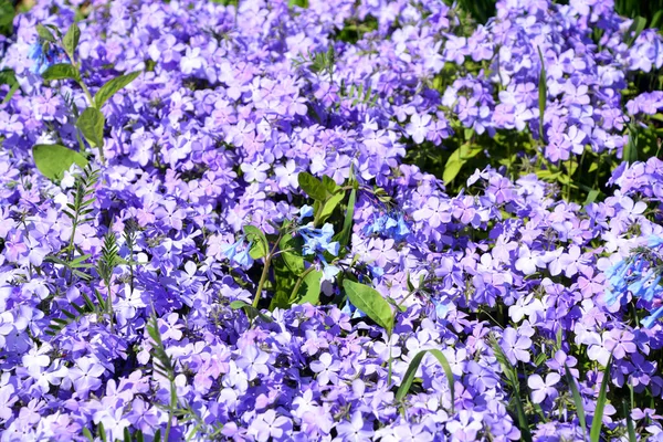 Phlox Subulata Una Especie Planta Fanerógama Perteneciente Familia Polemoniaceae Nativa — Foto de Stock