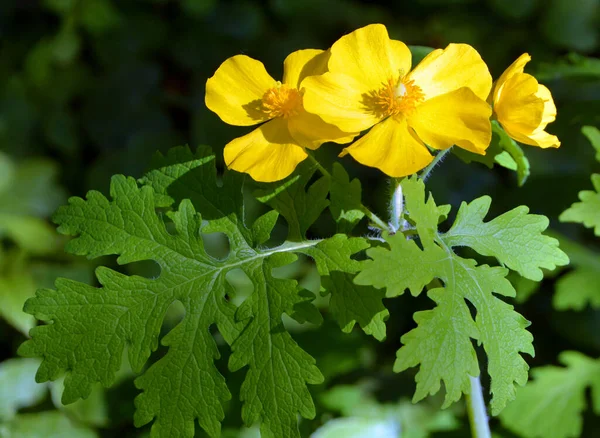 Ranunculus Septentrionalis Kuzey Amerika New Brunswick Ten Manitoba Gürcistan Dan — Stok fotoğraf