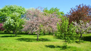 Çiçek açan elma ağaçları, gül familyasının en çok tatlı, pofuduk meyvesi olan elmalarıyla tanınan yaprak döken ağaçlarıdır. Dünya çapında bir meyve ağacı gibi işlenmiş.