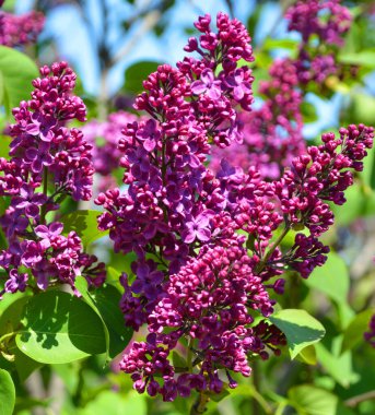 Şırınga vulgarisi (leylak veya leylak), Oleaceae familyasından, Balkan Yarımadası 'nda yetişen ve kayalık tepelerde yetişen bir bitki türü. 