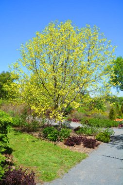 Magnolia ağacı, Magnoliaceae familyasının Magnolioideae alt familyasından 210 çiçekli büyük bir bitki türüdür. Adını Fransız botanikçi Pierre Magnol 'dan almıştır..