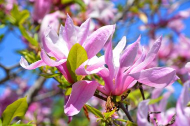 Magnolia ağacı, Magnoliaceae familyasının Magnolioideae alt familyasından 210 çiçekli büyük bir bitki türüdür. Adını Fransız botanikçi Pierre Magnol 'dan almıştır..  