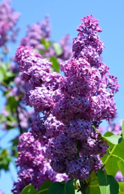 Şırınga vulgarisi (leylak veya leylak), Oleaceae familyasından, Balkan Yarımadası 'nda yetişen ve kayalık tepelerde yetişen bir bitki türü.