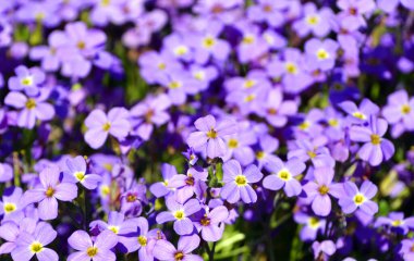 Phlox amplifolia Britton kabul görmüş bir isimdir. Bu isim Phlox (Polemoniaceae familyası) familyasından kabul edilen bir türün adıdır.).  