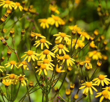 Yuvarlak Yaprak (Round-Leaved Ragwort), genellikle kolonilerde bulunan tek gövdeli uzun ömürlü ağaç dalı..