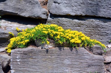 Genellikle altın sepet olarak adlandırılan alyssum (Aurinia saxatilis) harika bir duvar veya kaya bahçesi bitkisi oluşturur..