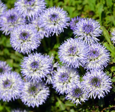 Mavi Cüce Çan Çiçeği sadece 10 santimetre boyunda, kalp şeklinde güzel yaprakları olan bir bitkidir..