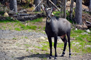 Nilgai (Boselaphus tragocamelus) (mavi inek), Asya 'nın en büyük antilopudur ve Hindistan' ın kuzey kesiminde her yerde bulunur.