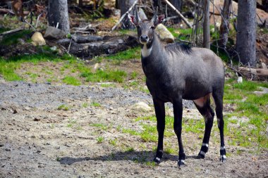 Nilgai (Boselaphus tragocamelus) (mavi inek), Asya 'nın en büyük antilopudur ve Hindistan' ın kuzey kesiminde her yerde bulunur. 